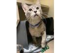 Dewey, Domestic Shorthair For Adoption In Chicago, Illinois