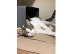 Marble, Domestic Shorthair For Adoption In Chicago, Illinois