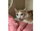 Home Fry, Domestic Shorthair For Adoption In Olympia, Washington