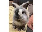 Lacuna, Lionhead For Adoption In Lakeville, Minnesota