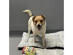 Greta, Jack Russell Terrier For Adoption In Cadiz, Ohio