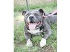 Rio, American Pit Bull Terrier For Adoption In Sanger, California