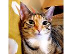Antwerp, Domestic Shorthair For Adoption In Palatine, Illinois