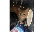 Doc Mcsteamy, Domestic Shorthair For Adoption In Knoxville, Tennessee