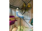 Blueberry, Budgie For Adoption In Penticton, British Columbia