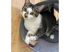 Dexter, Domestic Shorthair For Adoption In Sunnyvale, California