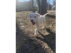 Snowball, Labrador Retriever For Adoption In Fort Worth, Texas