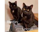 Bentley, Domestic Shorthair For Adoption In Wyandotte, Michigan