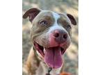 Canyon Lakes, American Pit Bull Terrier For Adoption In Provo, Utah