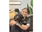 Alice Faith, American Pit Bull Terrier For Adoption In Provo, Utah