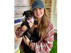 Dusk Waller, Cairn Terrier For Adoption In Provo, Utah