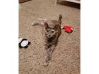 Aphrodite Amata, Domestic Shorthair For Adoption In Chandler, Arizona