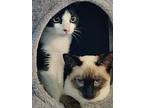 Romeo & Cecil Valentine Bonded Pair, Siamese For Adoption In Chandler, Arizona