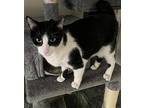 Wally Wiggles, Domestic Shorthair For Adoption In Chandler, Arizona