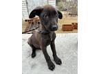 Labrador Retriever Puppy for sale in Sagaponack, NY, USA