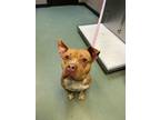 Penny, Terrier (unknown Type, Small) For Adoption In Williamsport, Pennsylvania