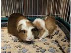 Nala And Kiara, Guinea Pig For Adoption In Aurora, Illinois