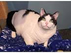 Kovu, Domestic Shorthair For Adoption In Vancouver, Washington