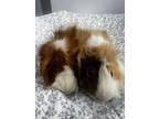 Lloyd Bonded With Harry, Guinea Pig For Adoption In Orillia, Ontario