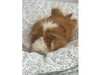 Harry Bonded With Lloyd, Guinea Pig For Adoption In Orillia, Ontario