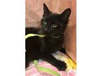 Gozar, Domestic Shorthair For Adoption In Columbus, Ohio