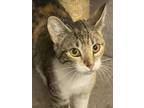 Alexa, Calico For Adoption In Millville, California