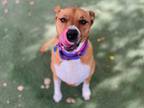 Blob, American Staffordshire Terrier For Adoption In Phoenix, Arizona