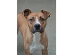 Bruno 51753, American Pit Bull Terrier For Adoption In Aiken, South Carolina