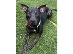 Ace, Doberman Pinscher For Adoption In Los Angeles, California