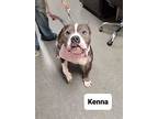 Kenna, American Pit Bull Terrier For Adoption In Richmond, Indiana