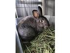 Penny, Chinchilla, Standard For Adoption In Fairfield, Pennsylvania