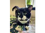 Colonel Crabcakes, Domestic Shorthair For Adoption In Vancouver