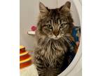 Adonis, Domestic Shorthair For Adoption In Reisterstown, Maryland