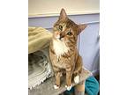 Chongo, Domestic Shorthair For Adoption In Vancouver, British Columbia