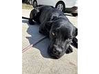 Z Courtesy Post Daisy, Labrador Retriever For Adoption In Miami, Florida