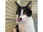 Kimber, Domestic Shorthair For Adoption In Burlingame, California