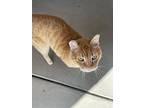 Marigold, Domestic Shorthair For Adoption In El Dorado Hills, California