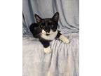 Crossword, Domestic Shorthair For Adoption In Moncton, New Brunswick