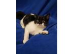 Zorro, Domestic Shorthair For Adoption In Moncton, New Brunswick