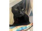 Juanjuanjuan, Domestic Shorthair For Adoption In San Diego, California