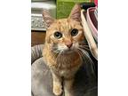 Ginger, Domestic Shorthair For Adoption In San Francisco, California