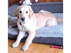 Finnegan Aka Finn, Golden Retriever For Adoption In Collingwood, Ontario