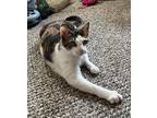 Harper, Domestic Shorthair For Adoption In Virginia Beach, Virginia