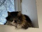 Jack, Domestic Mediumhair For Adoption In Grand Junction, Colorado