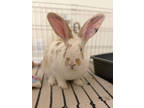 Martha Lou Who, Flemish Giant For Adoption In Edmonton, Alberta