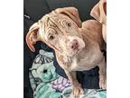 Clover, American Pit Bull Terrier For Adoption In Warren, Michigan