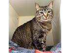 Rollie, Domestic Shorthair For Adoption In Woodinville, Washington