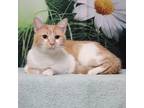 Uggmo, Domestic Shorthair For Adoption In West Chester, Pennsylvania