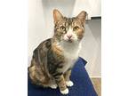 Sonia, Domestic Shorthair For Adoption In Skokie, Illinois