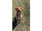 Goldie, Labrador Retriever For Adoption In Valley View, Ohio